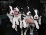 Border Collie pups, reutjes